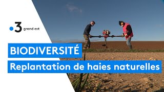 Replantation de haies vives et naturelles à Dieulouard [upl. by Domela]