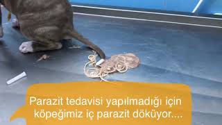 Kedi ve Köpeklere iç parazit tedavisi yapılmaz ise ne olur [upl. by Eniahs]