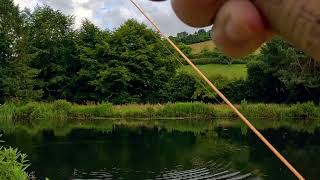 First fish of the day at Blakewell Trout Fishery [upl. by Ahsekel]