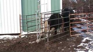 Automatic Cattle Gate Demonstration [upl. by Latt857]