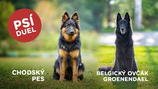 Psí duel  Chodský pes vs Belgický ovčák groenendael [upl. by Kahler288]