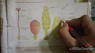 L02 reproduction in flowering plant chapter 2 in Hindi [upl. by Dripps]