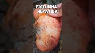 Fistulina hepatica shorts [upl. by Thomson]