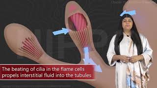 11thBiology  Ch 19  Excretory Products and their Elimination  Excretion in Planaria  NCERT NEET [upl. by Nomrah444]