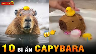 🔥 Tất Tần Tật 10 Bí Ẩn Ly Kỳ Về Capybara ‘Bộ Trưởng Ngoại Giao’ Của Thế Giới Động Vật I Kính Lúp TV [upl. by Bourn]