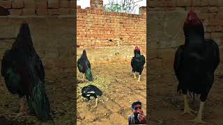 Mianwali Aseel saval rooster aseelhen aseelhenfarming aseelmurga roosterchicken [upl. by Arne60]