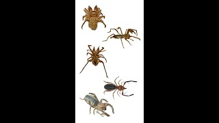 Different Family Names Of Solifugae  Known As Camel Spiders  Solifuges [upl. by Anaytat]