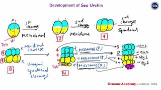 Development of Sea Urchin  Part 2  CSIR  GATE  IITJAM  Life Sciences  Biotechnology [upl. by Nylaroc953]