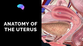 Anatomy of the Uterus  Ovaries  3D Anatomy Tutorial  UKMLA  CPSA [upl. by Han]