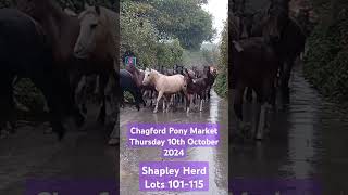 Chagford Pony Sale 2024 Tomorrow Come along and buy one of these beautys Thursday 10th October 2024 [upl. by Julian]