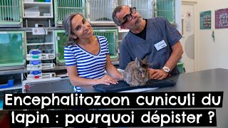 Encephalitozoon cuniculi du lapin  pourquoi dépister  🐰 [upl. by Ortrud519]