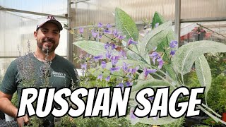 Russian Sage The Most Popular Perennial [upl. by Abbottson]