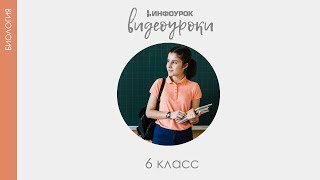 Строение клетки  Биология 6 класс 3  Инфоурок [upl. by Novaj]