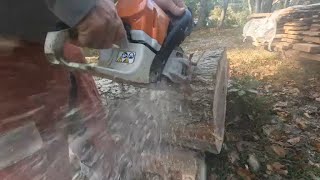 bucking up some logs and felling a bad tree sthil362c forestryequipment [upl. by Redla]