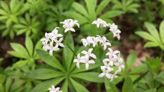 Lievevrouwebedstro Galium odoratum syn Asperula odorata  20180510 [upl. by Enyar350]