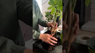 Secrets to a Thriving Pachira Money Tree at Home plantgrowth homegarden plantcare [upl. by Heins305]