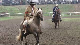 caballos peruanos de paso [upl. by Dedrick]