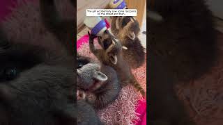 Cute baby raccoons raccoon babyraccoon short [upl. by Ranee194]