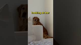 Dog not happy with owners new friend shorts [upl. by Eahsat]