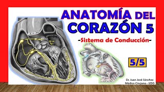 🥇 Anatomía del CORAZÓN 55  Sistema de Conducción Cardíaco Cardionector [upl. by Feinleib109]