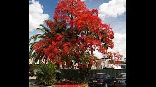 Plant ID Illawarra Flame Tree Brachychiton acerifolius [upl. by Yenobe]