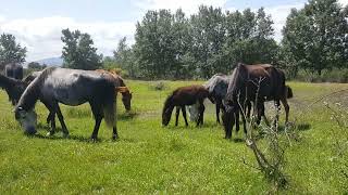 WALKING WITH HORSES 20230517 ПРОГУЛКА С ЛОШАДЬМИ [upl. by Ennad246]