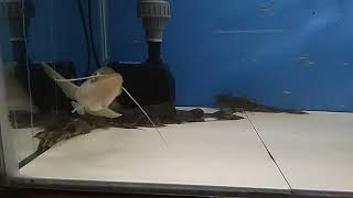 Dinema Catfishlais tambiring Belodontichthys Dinema catfish eksotik asli indonesia [upl. by Redman]