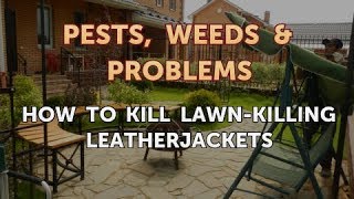 How to Kill LawnKilling Leatherjackets [upl. by Fradin]