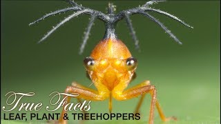 True Facts Leafhoppers and Friends [upl. by Hebert]