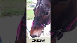 CISCO il cavallo attivo CavalloTV [upl. by Nered825]