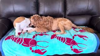 Goldendoodle vs Boxer [upl. by Livesay]