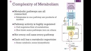 087Vitamins Complexity of Metabolism [upl. by Niddala666]