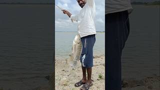 big size jalebi fish hunting shorts [upl. by Ahmad]