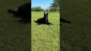 Axel prancing and wagging tail while heeling dogtraining workingk9 k9protection yourdog puppy [upl. by Killarney]