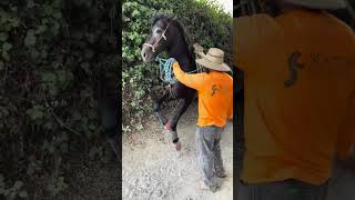 Coronel Bailando caballo andaluz [upl. by Mcmullan]