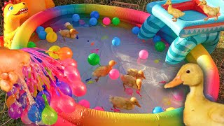 Cute Ducklings Fun Playing With Inflatable Water Pool [upl. by Christoph]