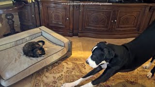 Funny Great Dane Bows To Cat Who Is Sleeping In Her Bed [upl. by Zischke986]