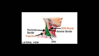 Triangles Of Neck Anatomy  Topography of Neck  Neck Muscles Anatomy  Part 3 [upl. by Eycal396]