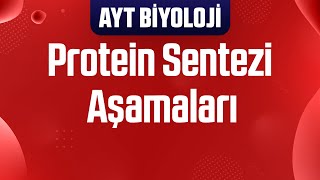 40 Tüm Detaylarıyla Protein Sentezi Aşamaları [upl. by Ecnarret480]