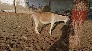 Hoofbeats in the Dust A Donkeys TalequotquotEars Up Hearts Open Life in the Pasturequotquot [upl. by Battiste]