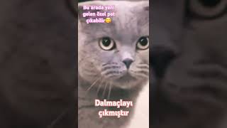 😆Dalmaçyalı çıkmıştır😆 [upl. by Silvana]