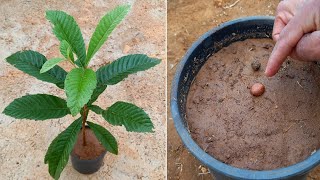 زراعة الاسكادنيا loquat oppdrett [upl. by Ibbob279]