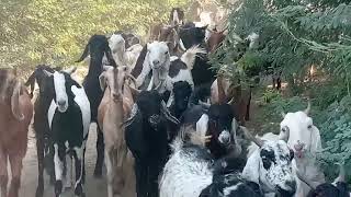 bakriyan 🐐 ghas khane karvani2024 video [upl. by Oirromed]