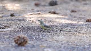 Red Crossbill at Kachina Wetlands Arizona Apr 2024 [upl. by Notsgnik]