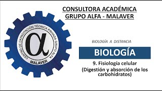 9 Fisiología celular Digestión y absorción de los carbohidratos [upl. by Anhavas371]