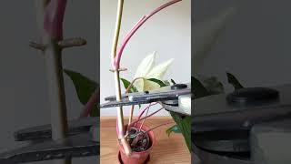 My favourite propagation method ✂️🌿 plantpropagation houseplants propagatingplants [upl. by Hayward]