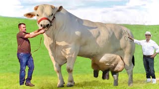 Chianina biggest cattle breed in the worldWorld recordItalyhuge cattle breeddocumentary [upl. by Intruok]