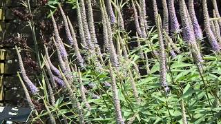 Veronicastrum virginicum Roseum [upl. by Assyle171]