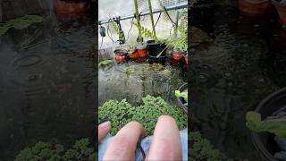 DIY Garden Pond ponds gardenpond diyprojects aquaponics greenhouse goldfish moss aquascape [upl. by Ettelocin]