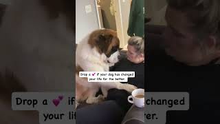 Cute Dog Shorts Has Your Dog Changed Your Life  dogsofyoutube dogsofinstagram cutedog [upl. by Esidnac927]